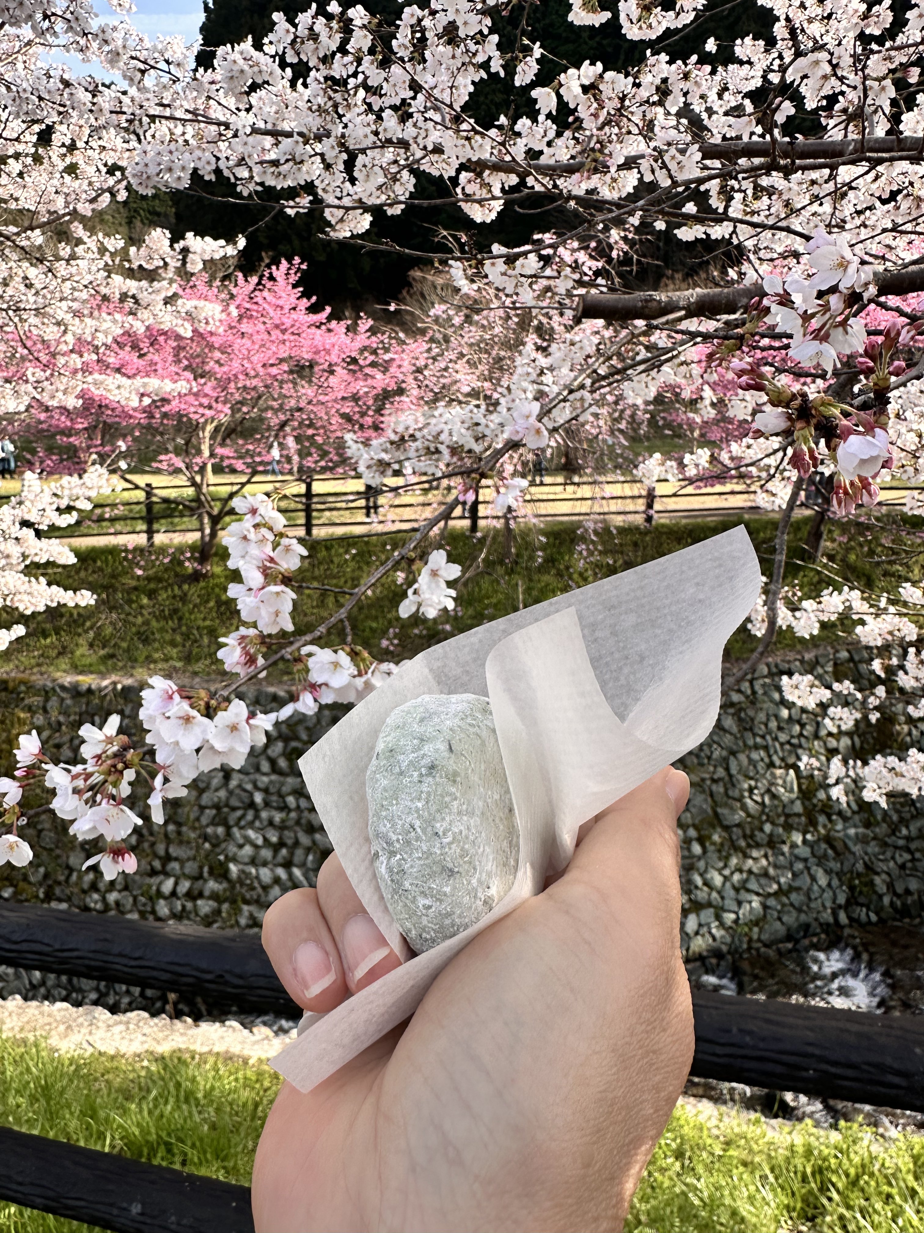 又兵衛桜 よもぎ餅 花見 屋台