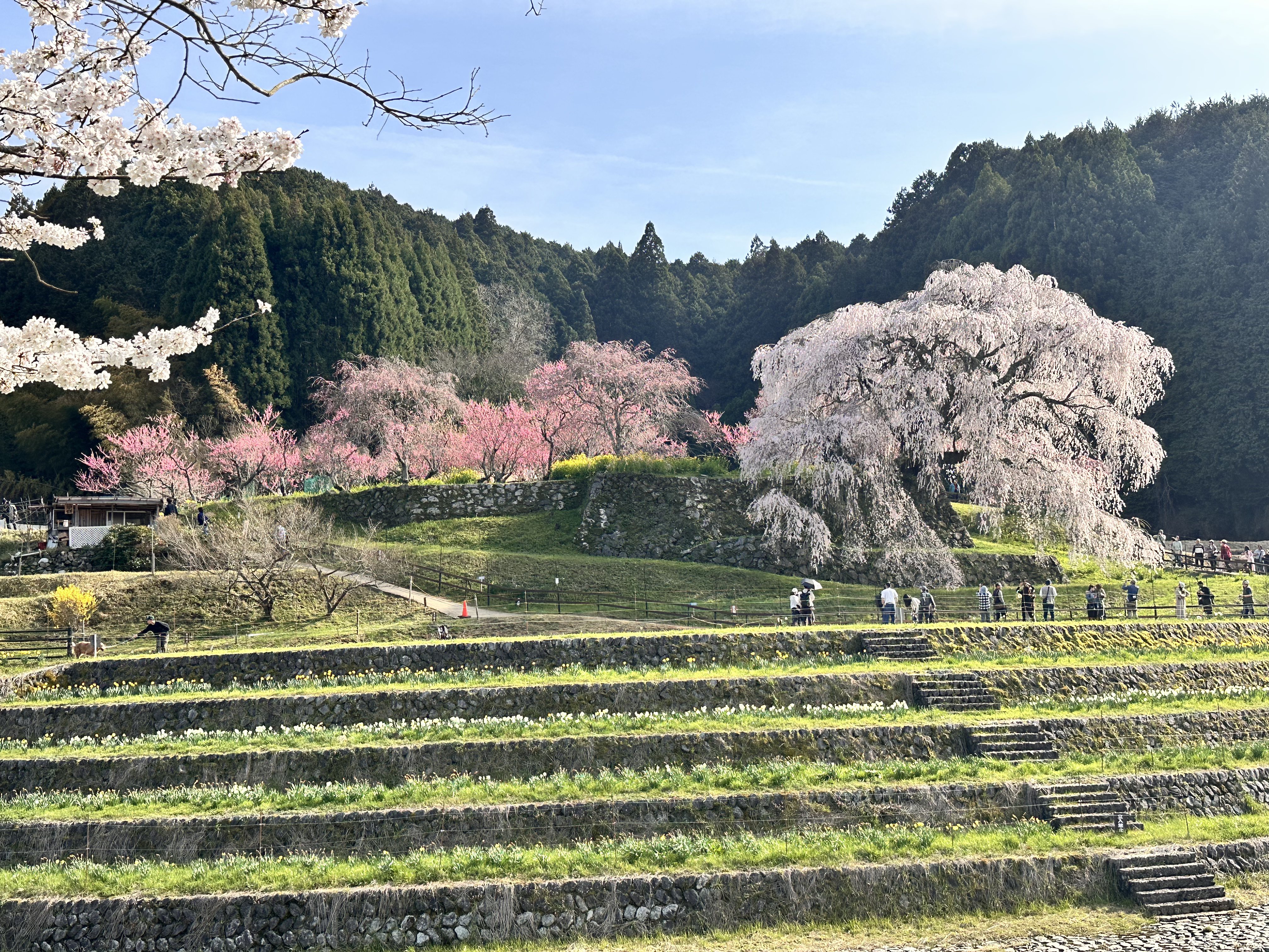 奈良県宇陀市 又兵衛桜 満開 枝垂れ桜 段々畑 青空 遠景