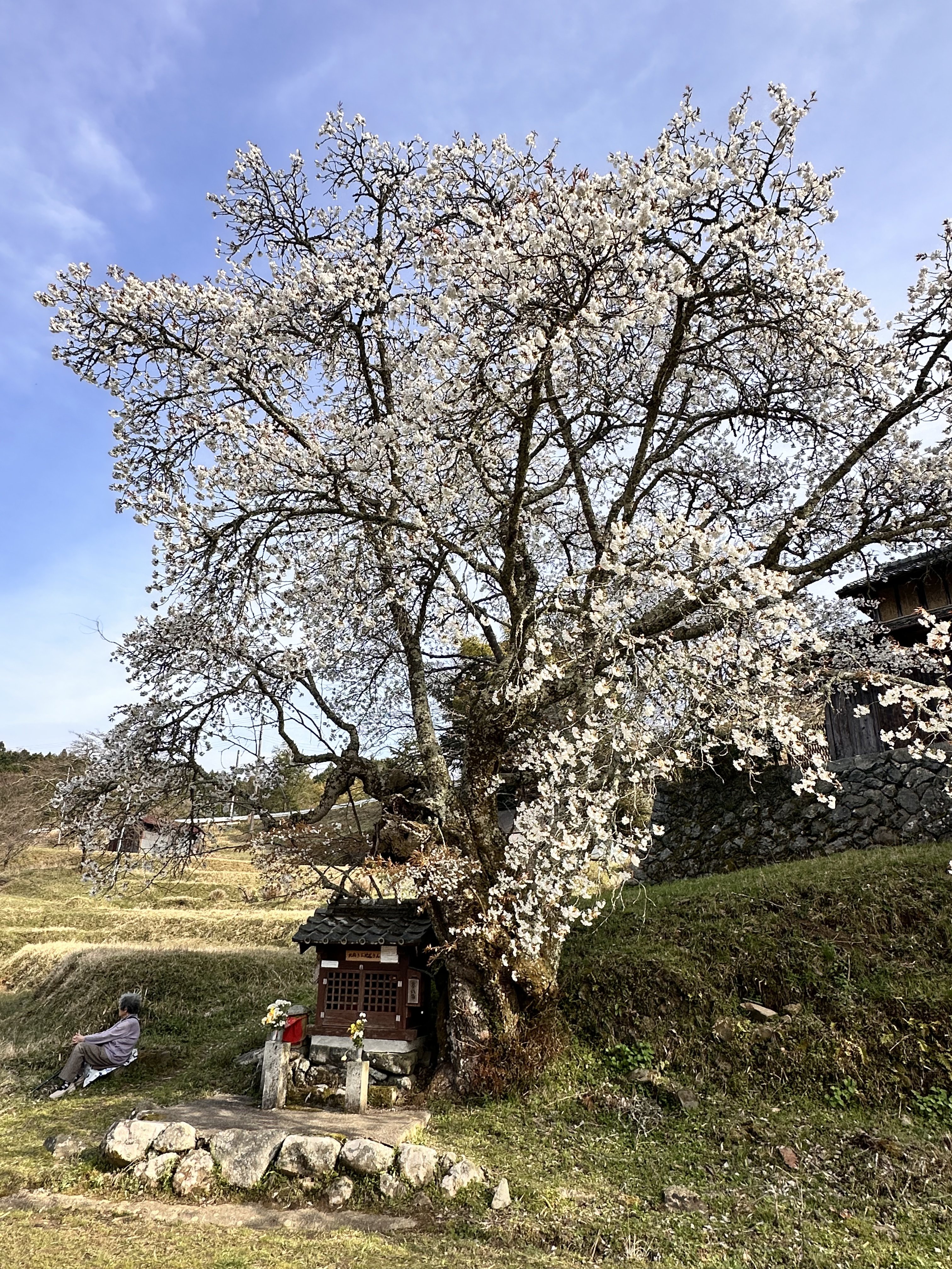 地蔵桜 又兵衛桜 裏側 奈良 宇陀市