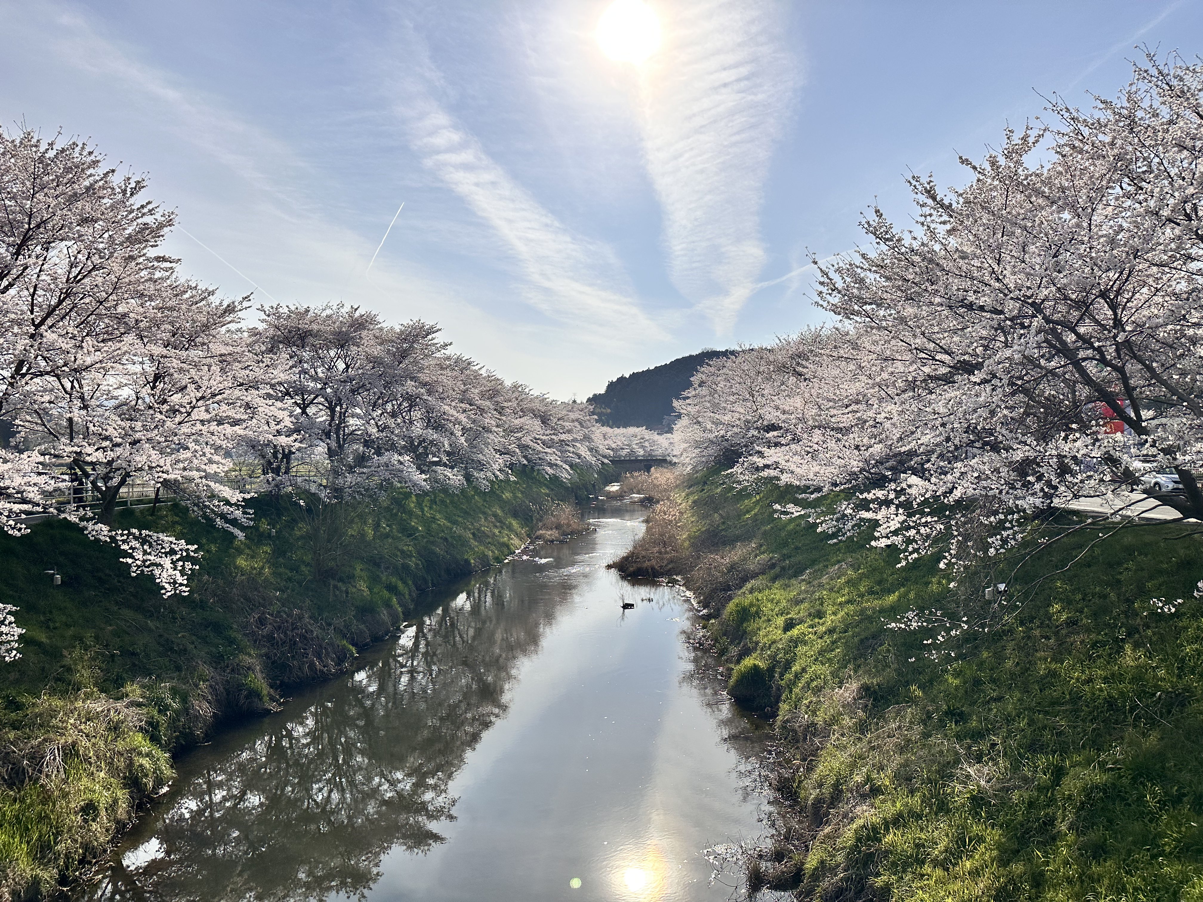宇陀川 桜並木 川沿い 奈良 宇陀市