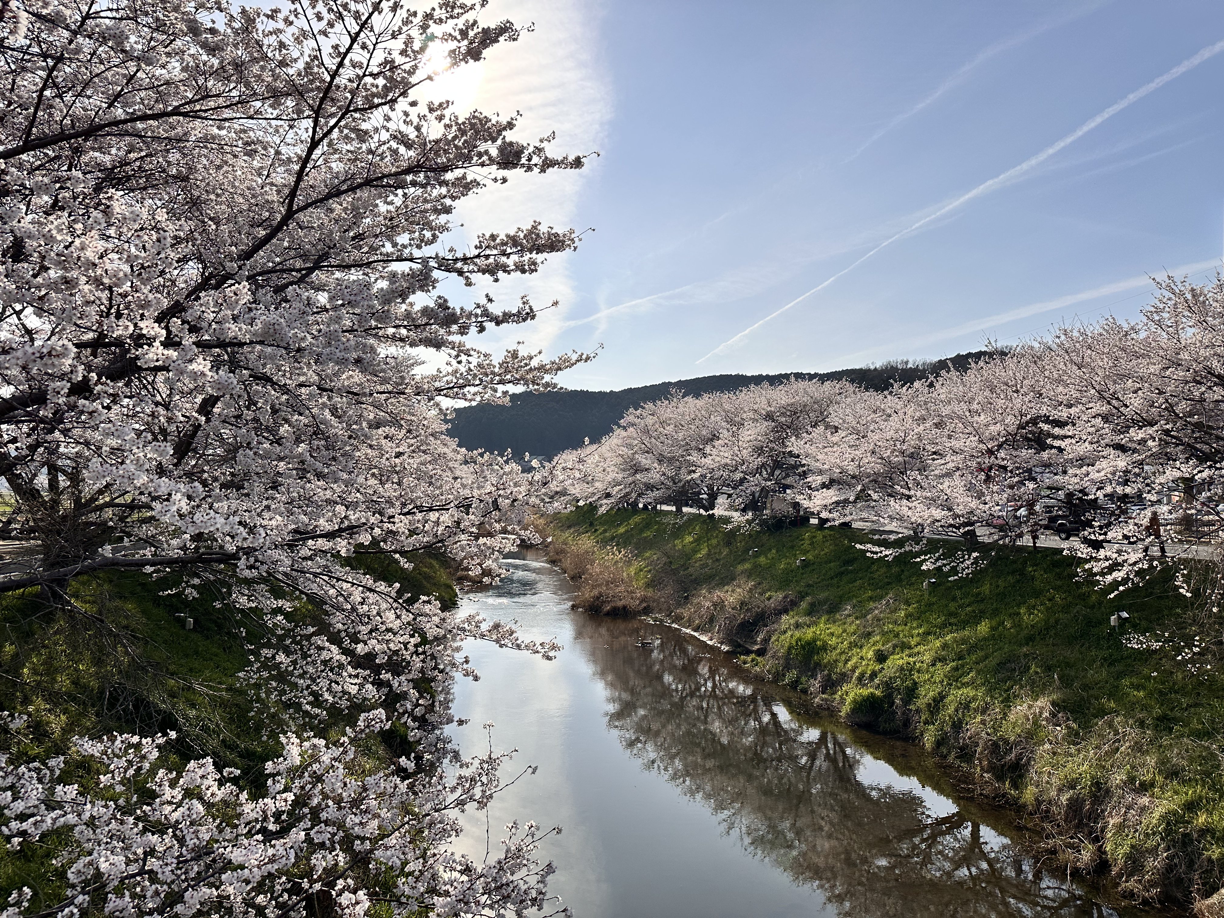 宇陀川 桜並木 花びら 水面