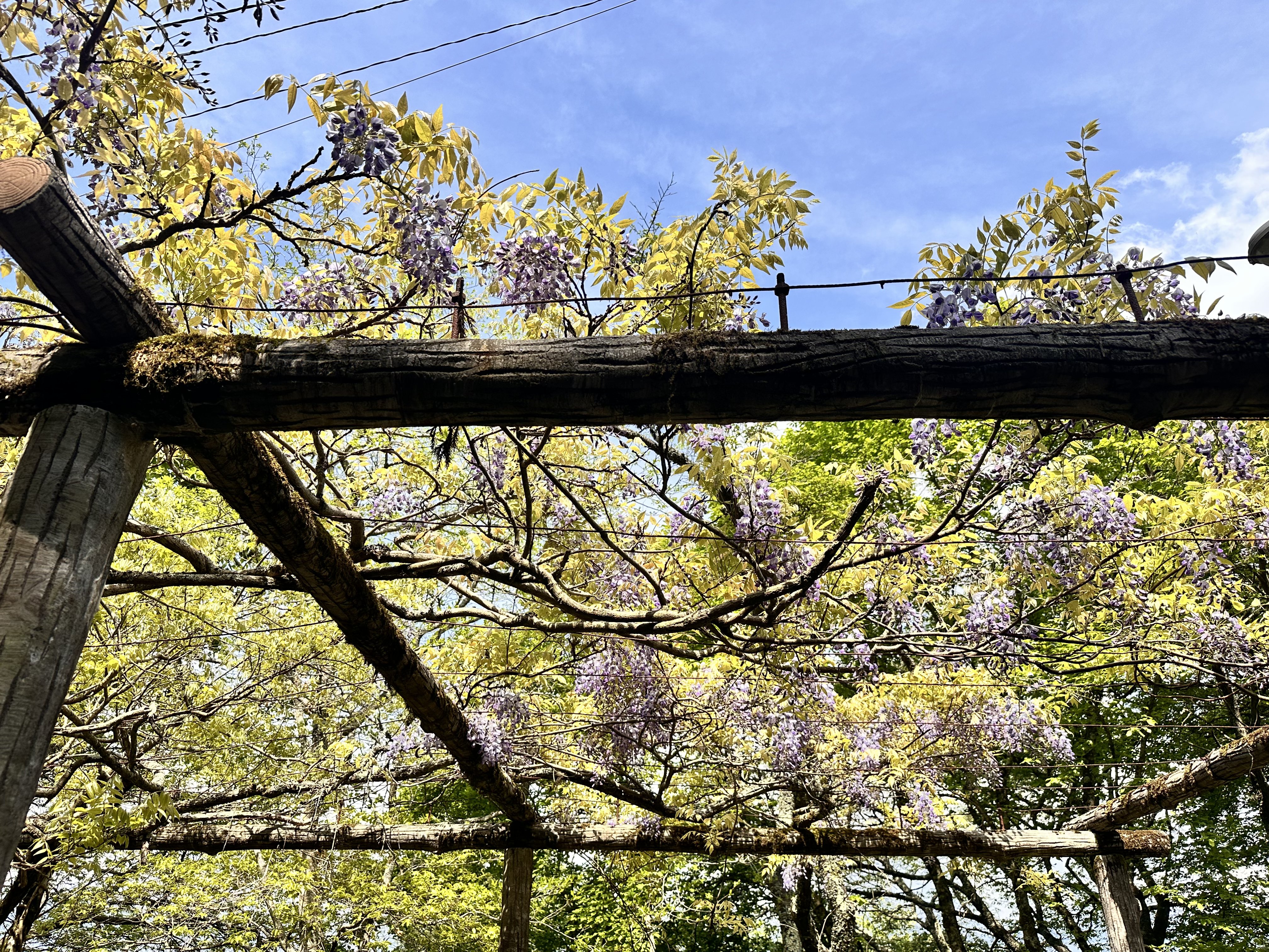 葛城山 ツツジ 近景 花